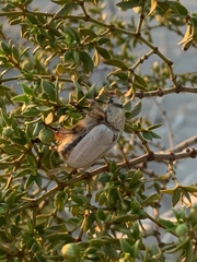 Pseudocotalpa giulianii