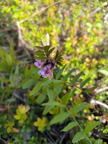Bush Vetch