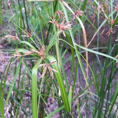 Cyperus vaginatus