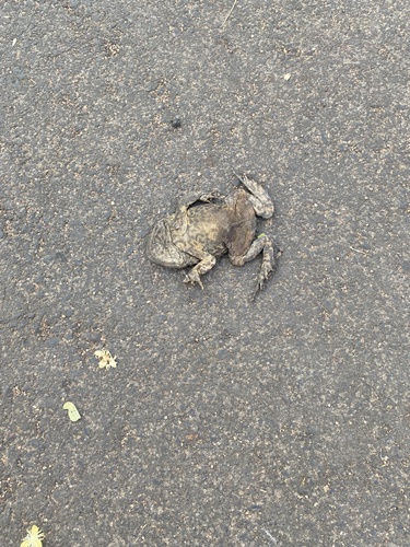 Cane Toad