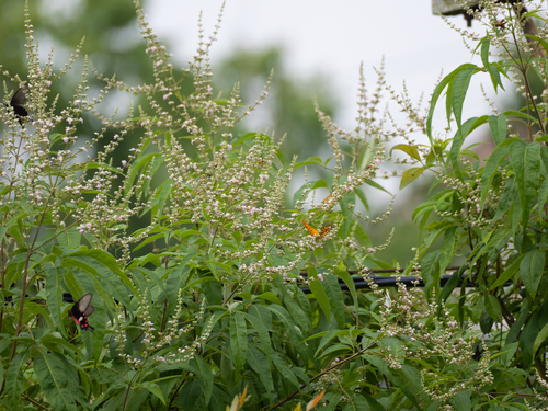 Common Rose Swallowtail