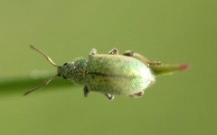 Phyllobius betulinus