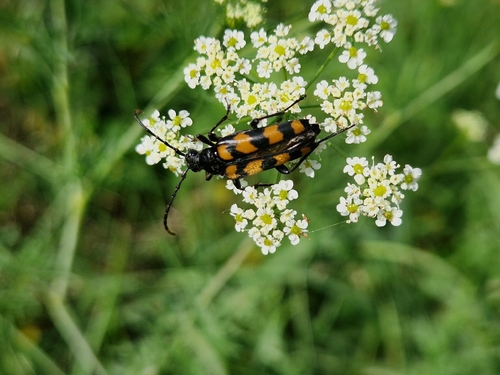 four-banded longhorn beetle