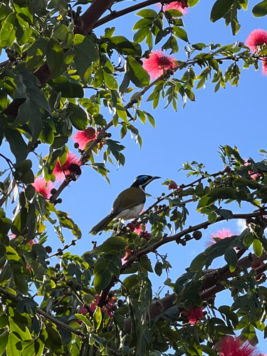 Blue-faced Honeyeater