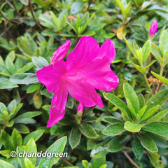 Rhododendron pulchrum phoeniceum