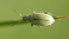 Phyllobius betulinus