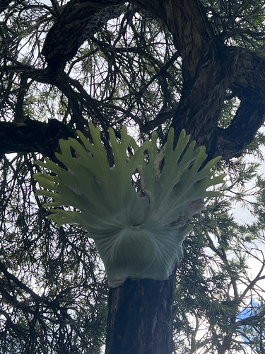 Stag Horn Fern