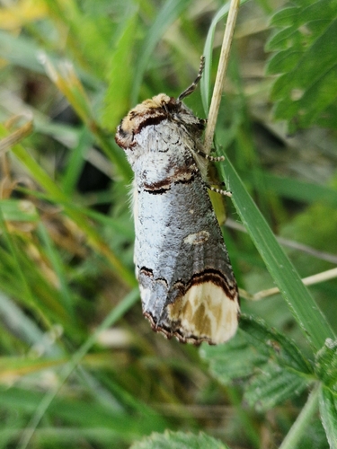 Buff-tip