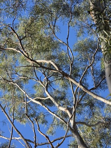 Eucalyptus pulchella, photograph 5