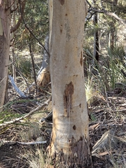 Eucalyptus pulchella, photograph author not stated, no rights reserved