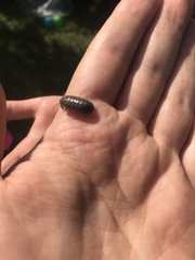 Armadillidium depressum