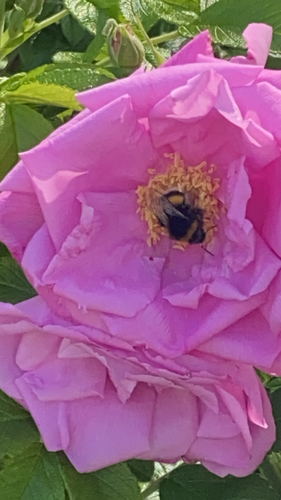 Buff-tailed Bumble Bee