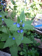 Pentaglottis sempervirens