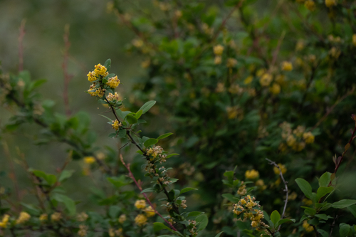 Berberis dubia