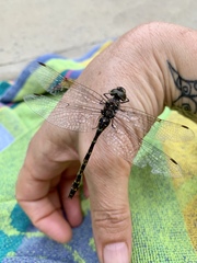 Gomphaeschna antilope