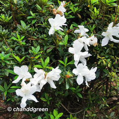 Rhododendron mucronatum