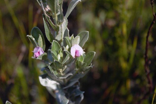 Podalyria sericea, photograph 3