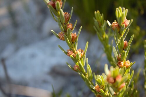 Clutia ericoides