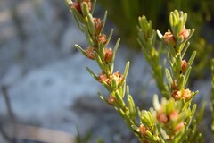 Clutia ericoides