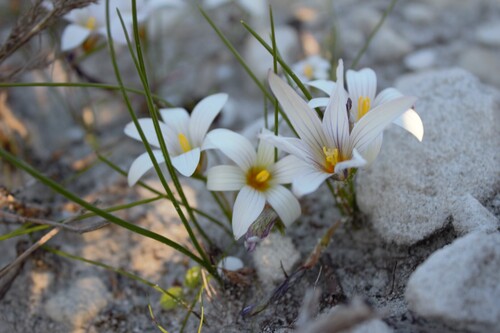 Romulea flava
