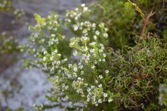 Phylica ericoides, photograph author not stated, no rights reserved