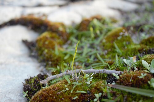 Ophioglossum bergianum (Ophioglossum bergianum)