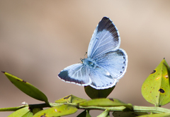 Holly Blue - Photo (c) katunchik, some rights reserved (CC BY), uploaded by katunchik