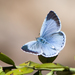 Holly Blue - Photo (c) katunchik, some rights reserved (CC BY)