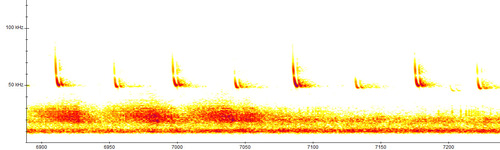 Common Pipistrelle