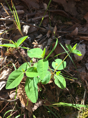 Euphorbia mercurialina