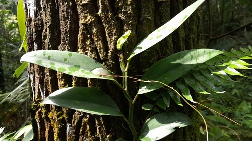 Rhaphidophora sylvestris
