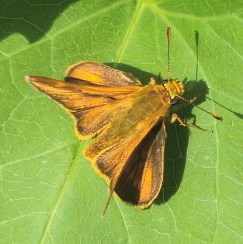 Large Skipper