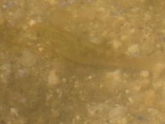 Cyprinodon macularius