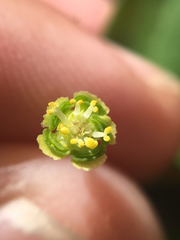 Euphorbia mercurialina