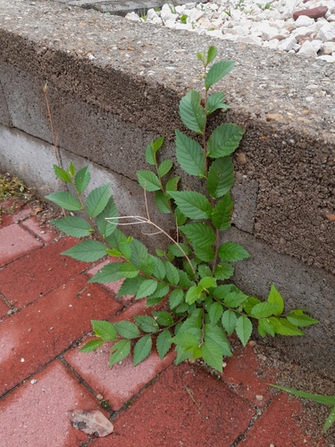 Siberian elm