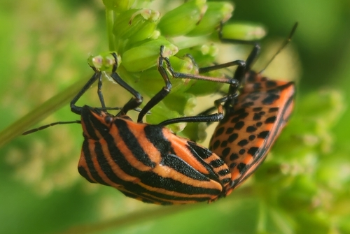 Continental Striped Shield Bug