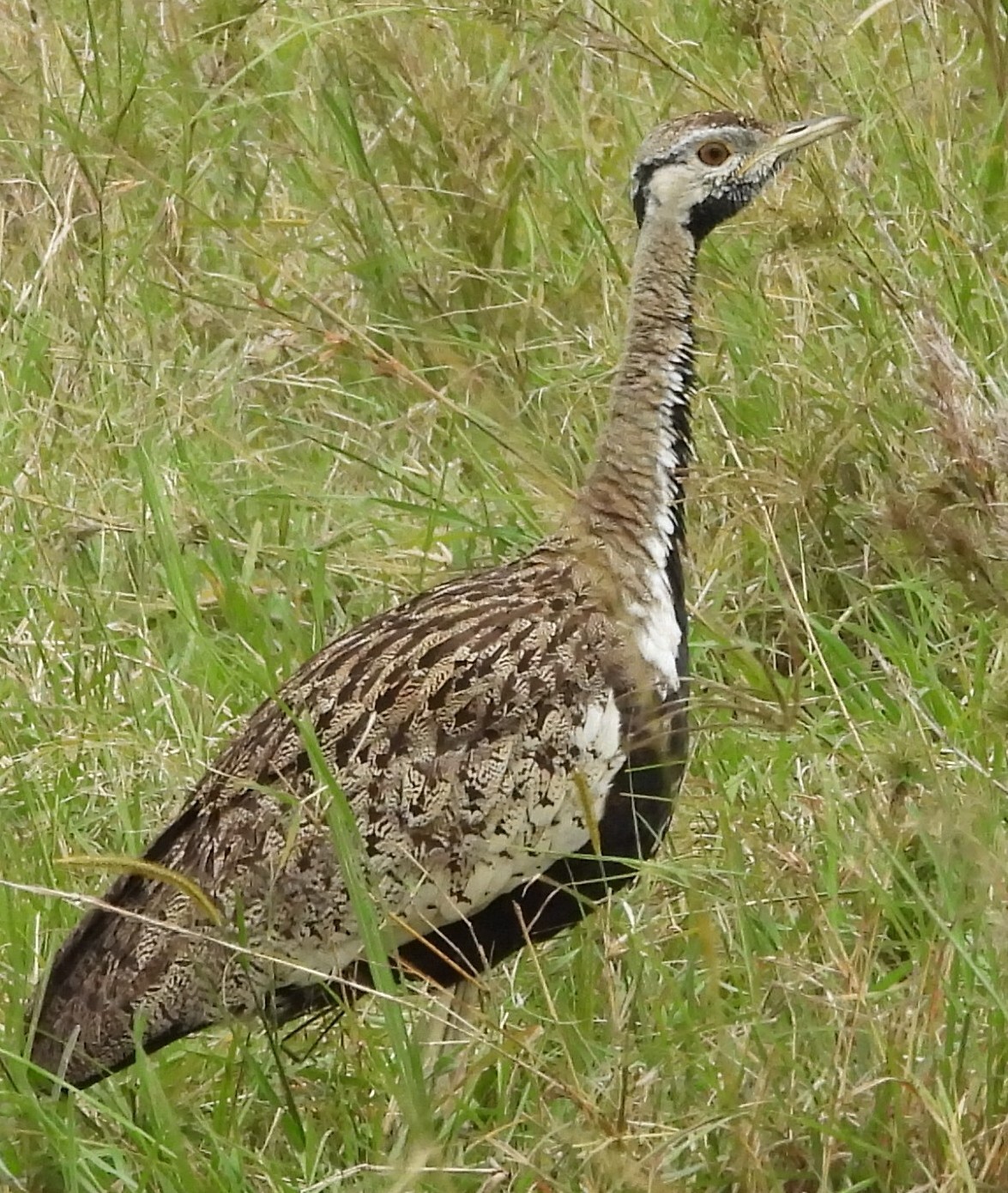Black-bellied Bustard (Lissotis melanogaster), photo 1