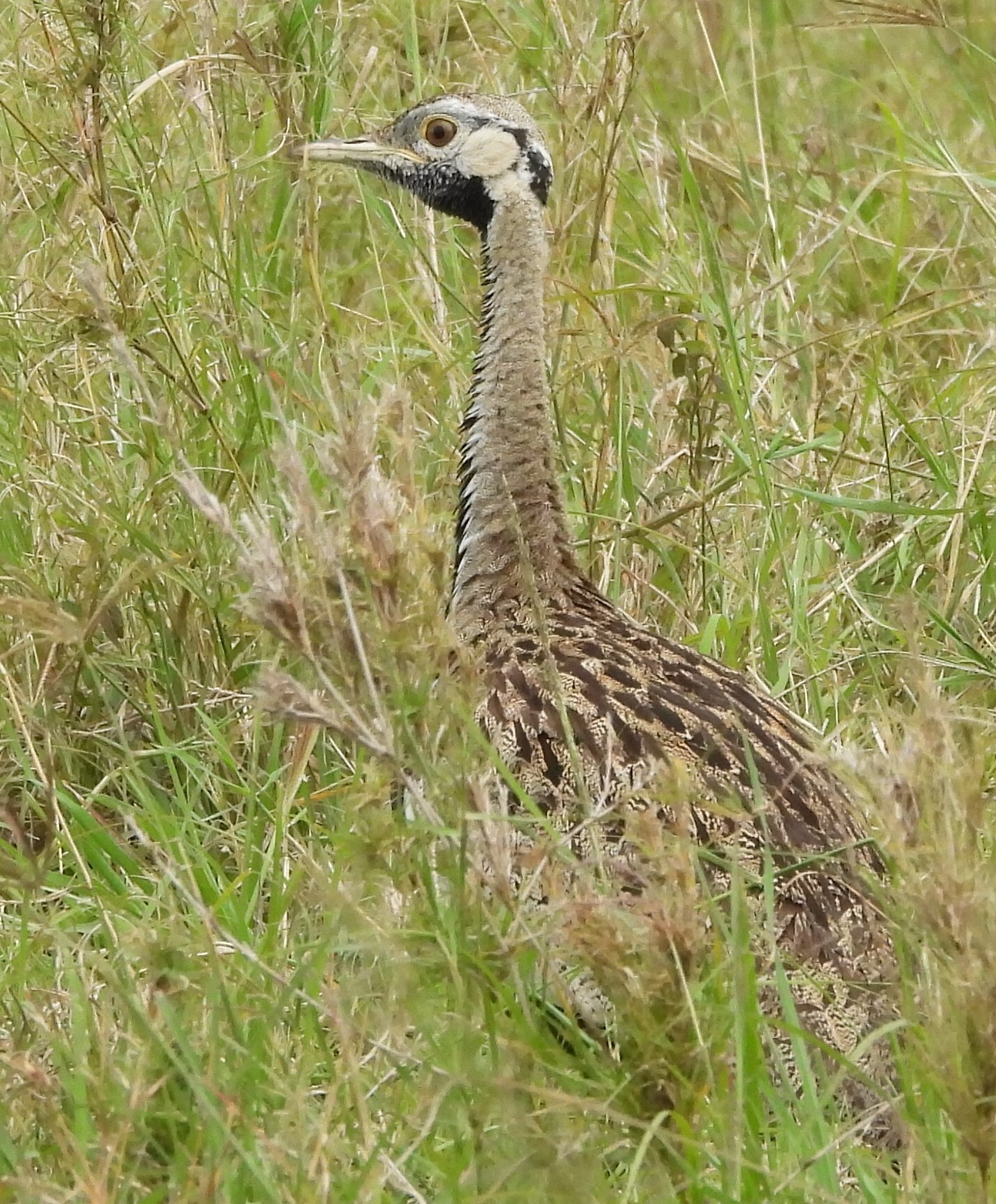 Black-bellied Bustard (Lissotis melanogaster), photo 2
