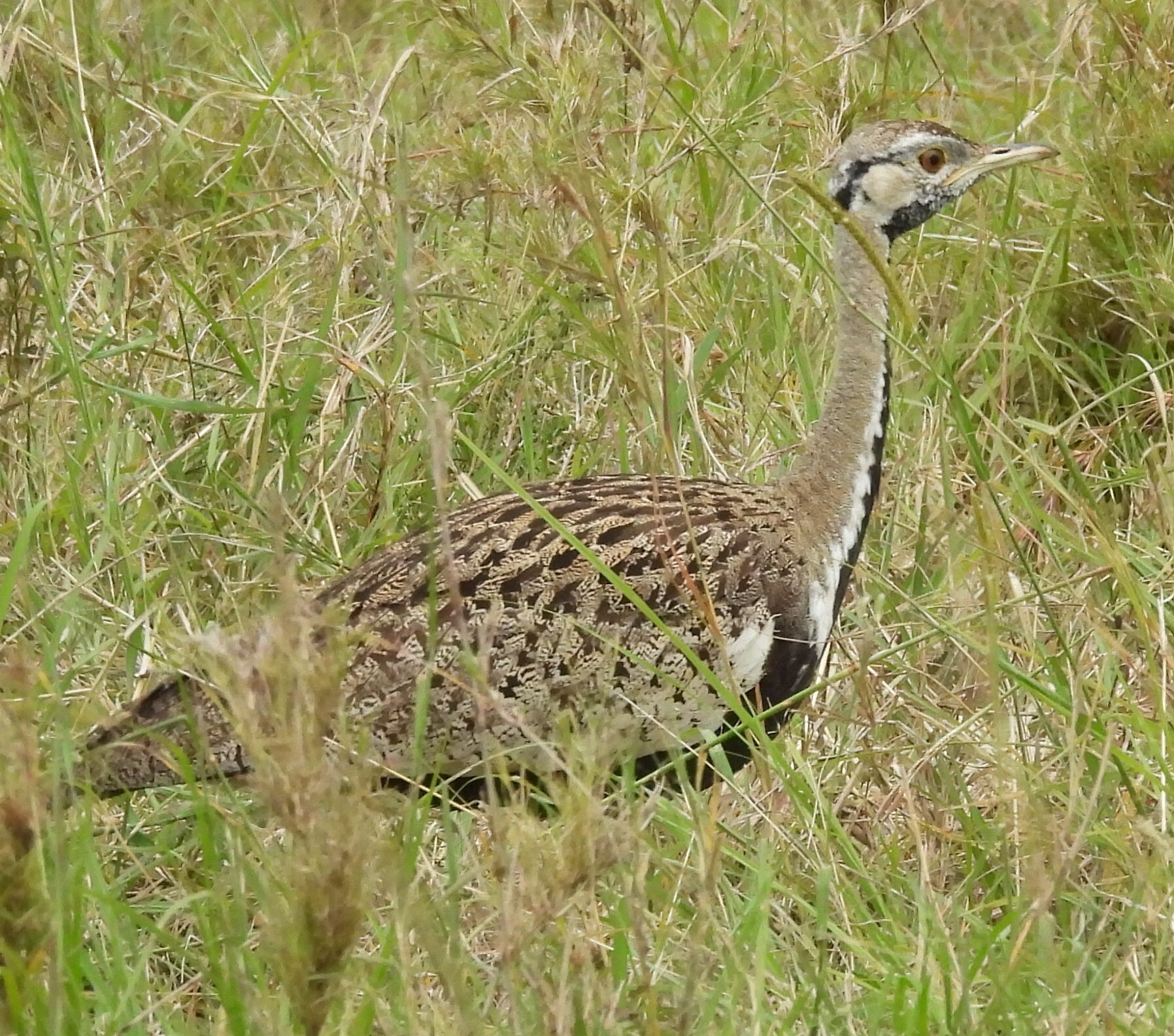 Black-bellied Bustard (Lissotis melanogaster), photo 3
