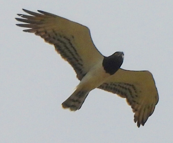 Black-chested Snake Eagle (Circaetus pectoralis), photo 2