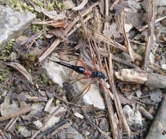 Tanyptera atrata