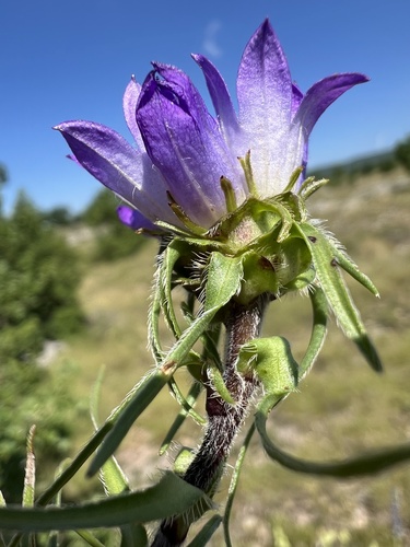Edraianthus tenuifolius
