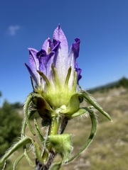 Edraianthus tenuifolius, photograph author not stated, no rights reserved