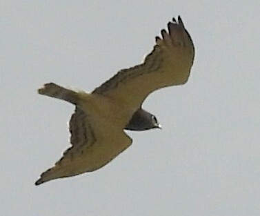 Black-chested Snake Eagle (Circaetus pectoralis), photo 3