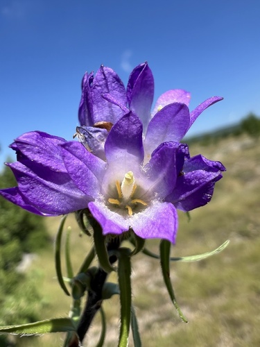 Edraianthus tenuifolius, photograph 3