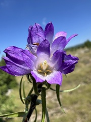 Edraianthus tenuifolius, photograph author not stated, no rights reserved