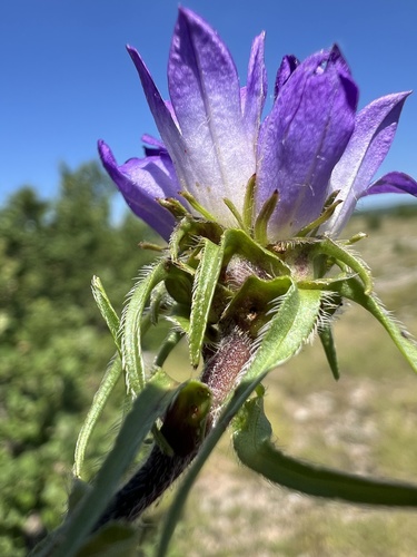 Edraianthus tenuifolius, photograph 4