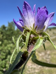 Edraianthus tenuifolius, photograph author not stated, no rights reserved