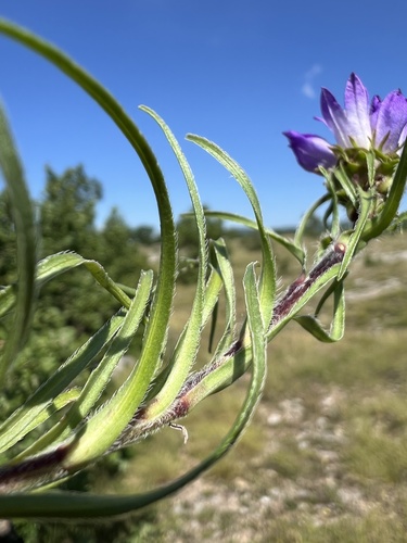Edraianthus tenuifolius, photograph 5