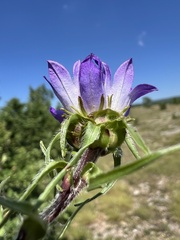 Edraianthus tenuifolius, photograph author not stated, no rights reserved